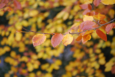 PREPARING YOUR GARDEN FOR THE ARRIVAL OF AUTUMN